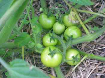 green tomatoes